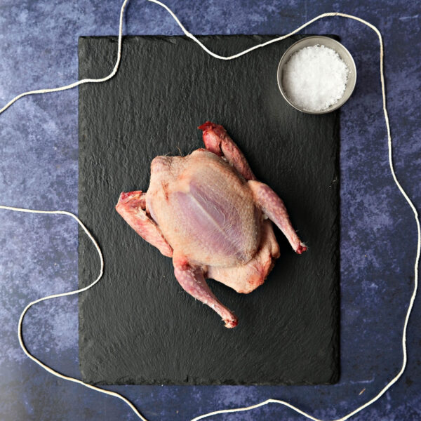 Squab Pigeon